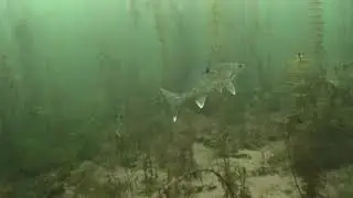 Walleye In The Weeds Underwater Drone - Ice Fishing MN Lakes 