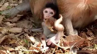 Poor tiny baby Nelson with funny activity / Adorable gestures of Nelson playing around