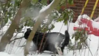 Snow storm in Vindeby 2