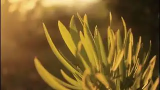 Close Up View of a Green Plant