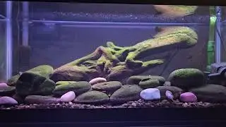 Reticulated hillstream loach tank (10/6/25)