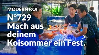 Alle Koi aus Auktion No. 729 im Detail erklärt | Konishi Koi News