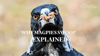 EXPLAINED: Why Magpies Swoop - The Science Behind Their Aggression