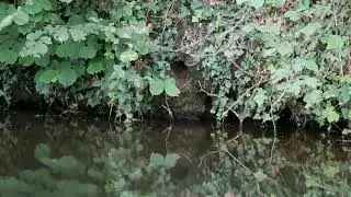 Vroege Vogels - Het nest van de ijsvogel