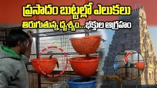 Rats Found in Prasadam Baskets at Temple | Devotees Outrage at Annavaram