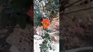 Honey Bee