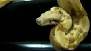 PC Salmon boa possible super salmon, boa constrictor impirator