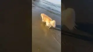 Ah este rebolado fofo 🥰 #goldenretriever #lifeisbutadream #pets #dog #puppy #eotchan #petfriendly