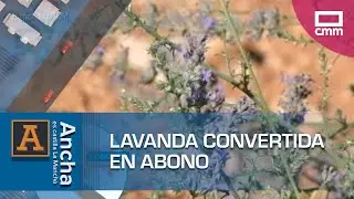 Convierten los restos de lavanda en abono | Ancha es Castilla-La Mancha