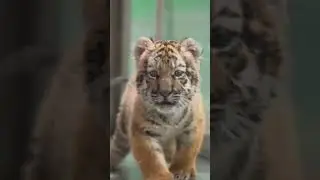 Tiger cubs explore outside for the first time.