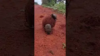 Dung Beetle keeping on rolling 💩💩#dungbeetle #rolling #keeprolling #SeanGTRanger