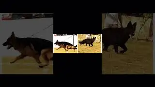 #king #kingrider #germanshepherd #kittu #kallu #blackgermanshepherd #germanshepherdindia #doglover