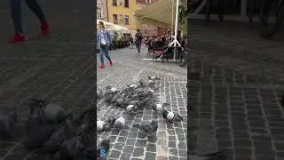 Lovely and friendly Pigeons 😍 Warsaw, Poland 🇵🇱 old town square