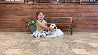 Golden Savannah trained puppy