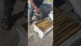 تربية النحل: نقل خلية نحل متعفنة بسبب الرطوبة والامطار