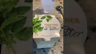 Kids Plant Lemon Balm and Mint Kits