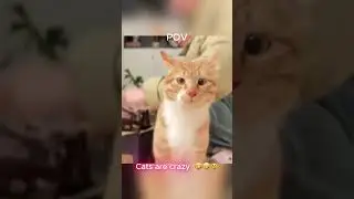 Beautiful Cat Moments 😻✨ | Heartwarming Cats Compilation 2025