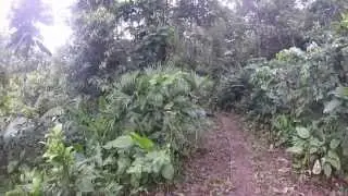 Amazon jungle plants