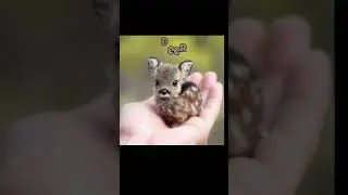 5cute animals in the world #animals