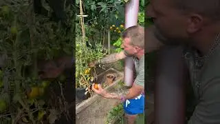 Growing 4 tigerella plants in one container (update)