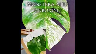 Unboxing Monstera Albo Wishlist Plant & Bonus Substrate Mix Recipe.