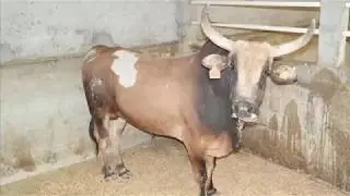 Padre e hijo Revolucionario y H&eacute;roe revolucionario de los destructores