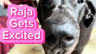 Raja Gets Excited, Merah Trying to Run Away