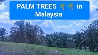 Roadside Beauty in Malaysia - Palm Trees 🌴🌴#emergingmalaysia #palm #trees #nature #world #asia#road