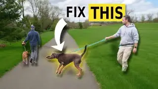Have a REACTIVE Dog? Watch This
