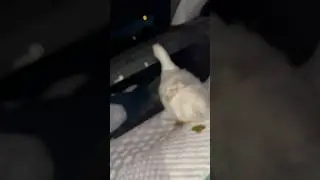 Kidnapping a duck gone wrong