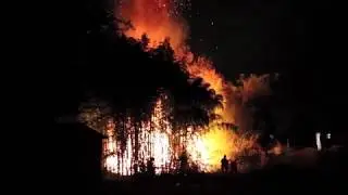Bamboo burning in a wildfire