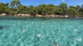 RELAXING SWIM IN THE WORLD'S BLUEST WATER IN THE LERINS ISLANDS