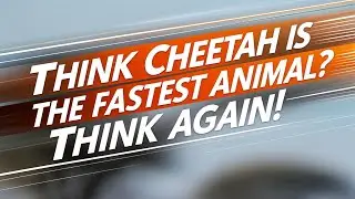 Top 5 Fastest Animals in the World 🏆 | Speed Champions of the Animal Kingdom 🌍🐆