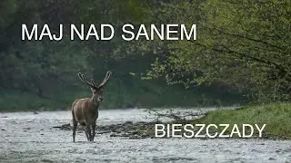 Maj nad Sanem. Jelenie dopisały, a niedźwiedź pokazał nam 4 litery. Z życia fotografów przyrody.