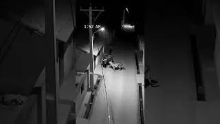 Leopard Stops Cold After Buffalo&rsquo;s Sound at 1:52 AM 😨