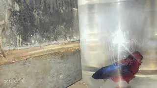 Kata siapa ikan selayer jelek??😌😌?