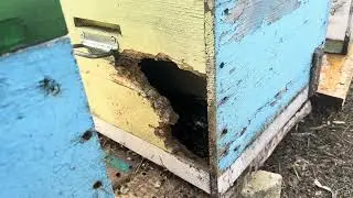 ЧП на пасеке