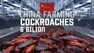 Why China Farms 6 Billion Cockroaches Every Year: The Untold Story#CockroachFarming #ChinaIndustry