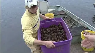 Cody and Cody Crawfishing Show in North Central La