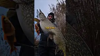 Fish of 10,000 Casts Shocks Joe Rogan