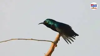 Common Grackle (Quiscalus quiscula) - Purple Grackle । wildlife photography in kutch nikon p1000
