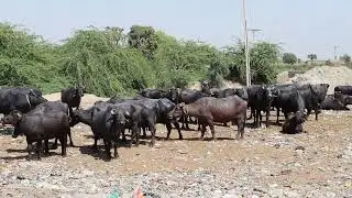 kundhi bhens video