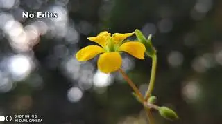 Apexel 15x Macro Phone Lens Samples Unboxing Lens On using Mi6