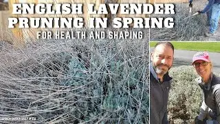 ✂ Pruning English Lavender in Spring | English Lavender Pruning - SGD 355
