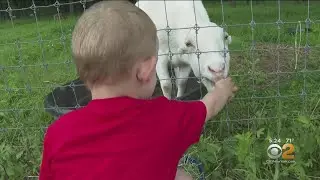 Queens Farm Takes Visitors Back To Heyday Of Agriculture With Modern Twist