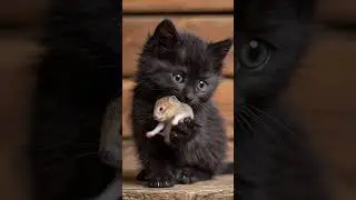 Cute Cat Playing That'll Melt Your Heart 🐱 #Shorts