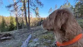 Relaxing moment in forest at early spring morning. #relaxing #dog #spring #birdsounds