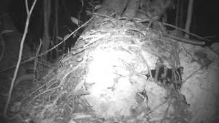 Key Largo Woodrat