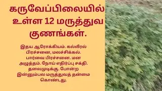 கருவேப்பிலையில் உள்ள 12 மருத்துவ பயன்கள்.