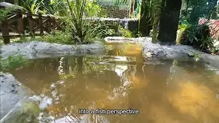 Guppy Pond Update | Transferring Guppiranhas